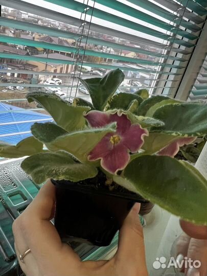 Фиалка Наталка-полтавка