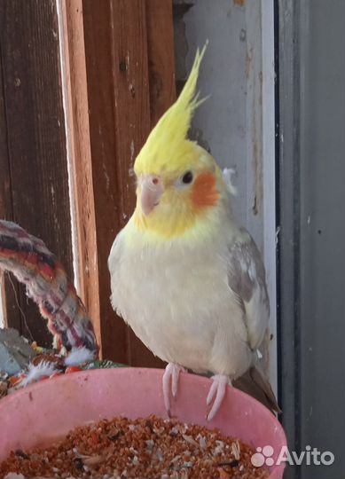 Попугай для вас