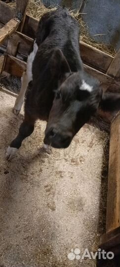 Продам тёлочку