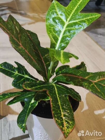 Кротон (кодиеум)