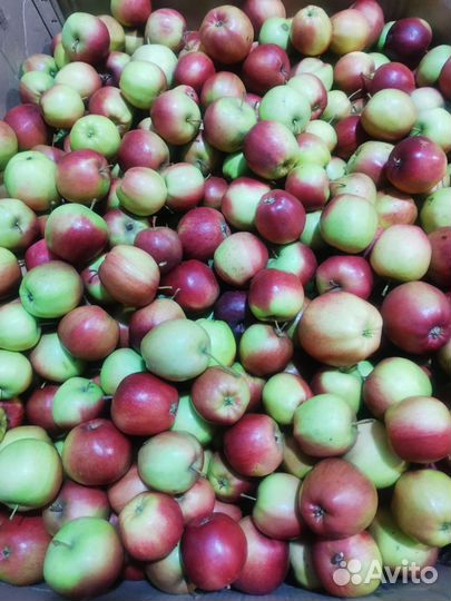 Яблоки