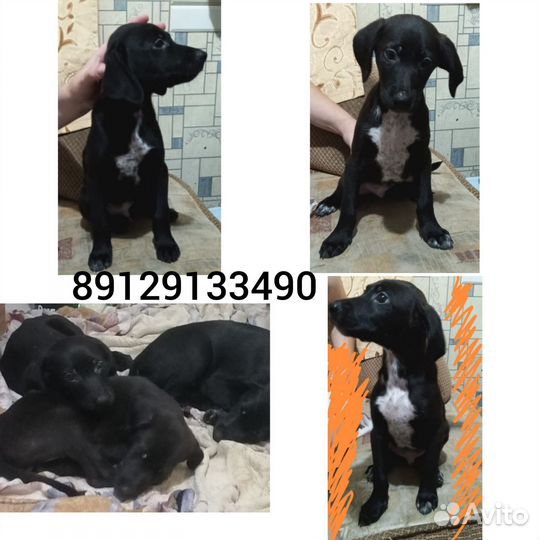 Щенки курцхаара