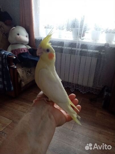 Попугай корелла