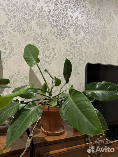 Филодендрон