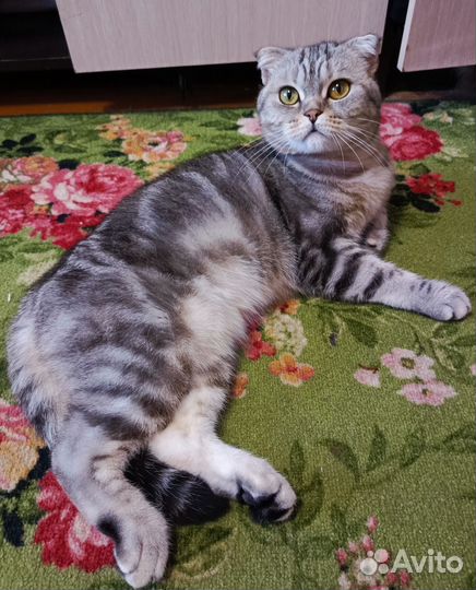 Отдам кошечку в добрые руки