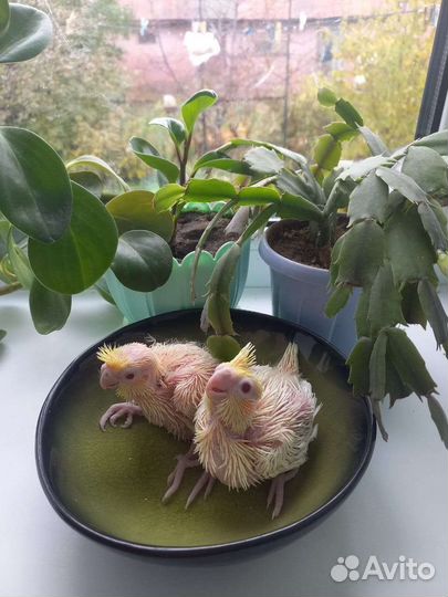 Птенцы корелл