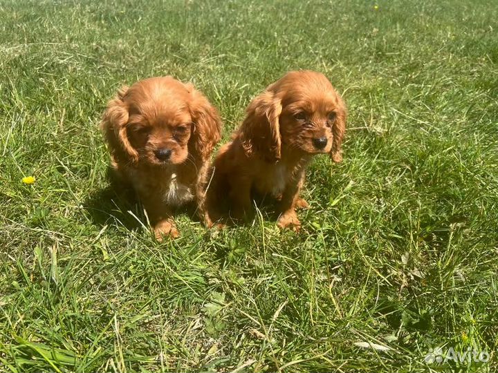 Кинг Чарльз Спаниель