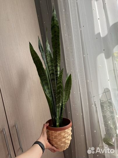 Сансевиерии и другие комнатные растения