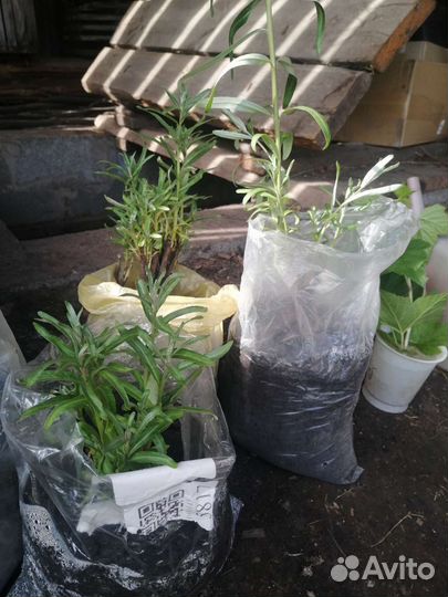 Облепиха саженцы