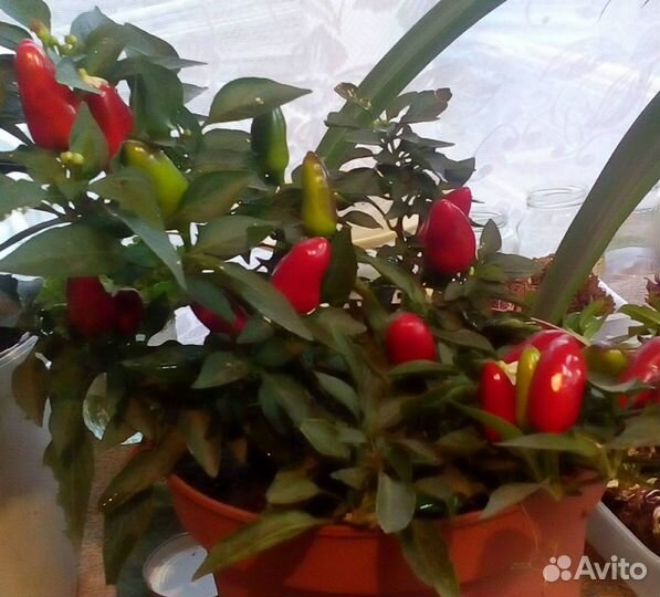 Рассада помидор и перцев