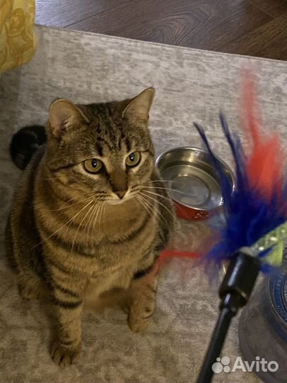 Кошки в добрые руки