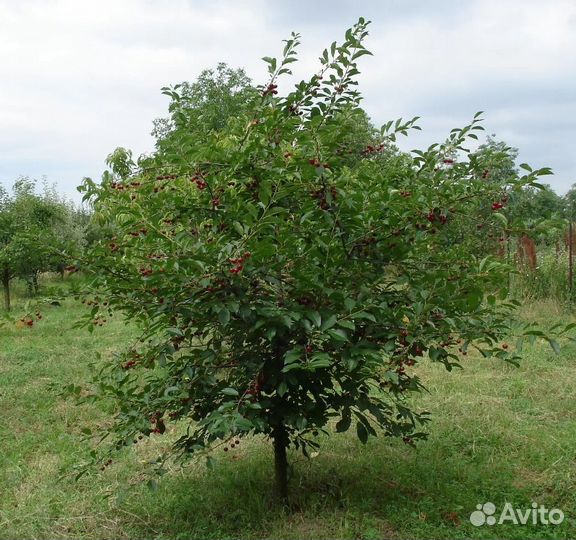 Саженцы Вишня Ашинская