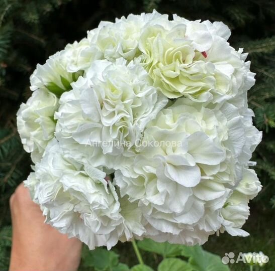 Пеларгония (герань) Юв Эльбрус