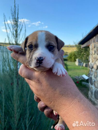 Щенки стаффа