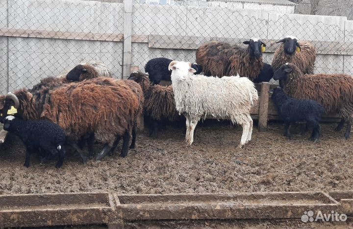 Овцы бараны ягнята козы