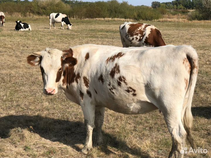 Телки стельные