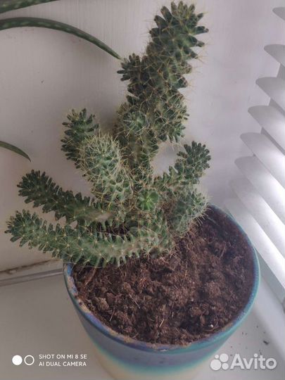 Кактусы и суккуленты