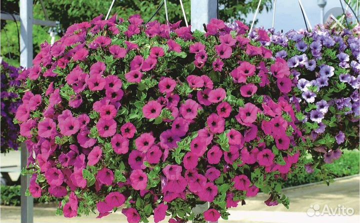 Петуния каскадная, ампельная