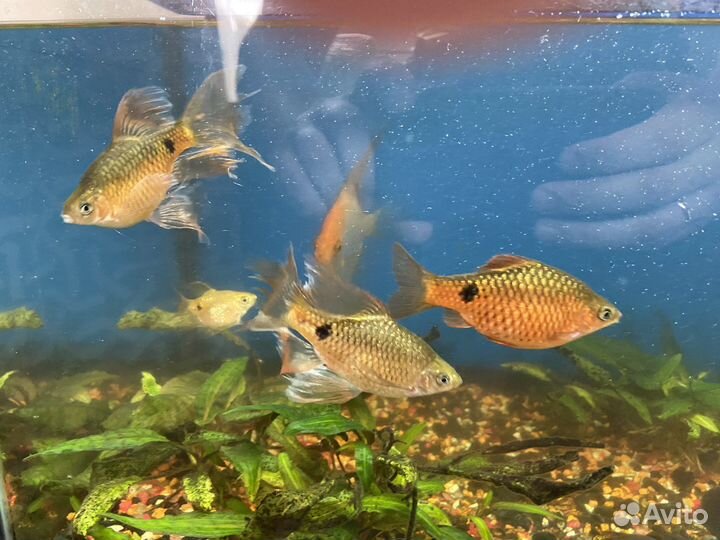 Аквариум 60л