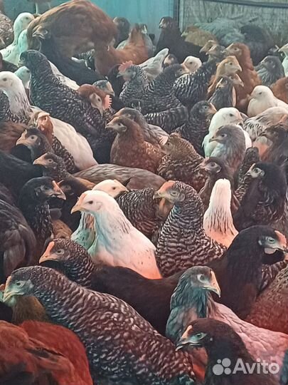 Несушки чешский доминант