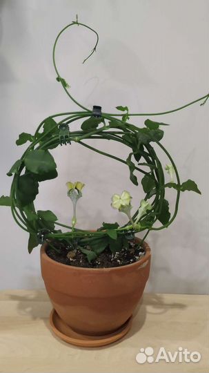 Церопегия сандерсона