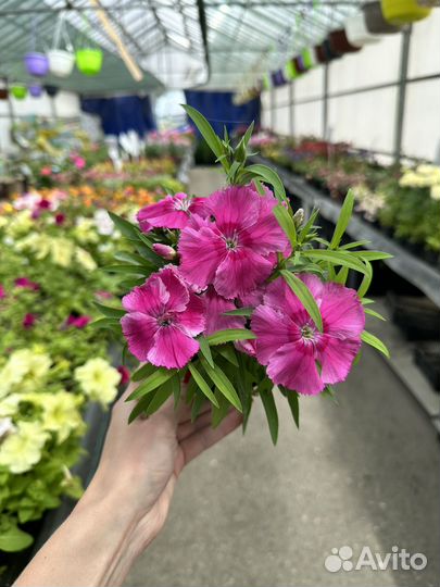 Гвоздика многолетняя