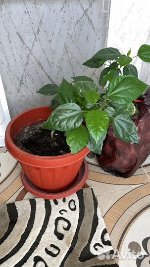 Комнатные цветы шефлера