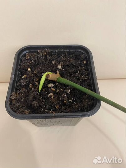 Филодендрон лиана комнатная