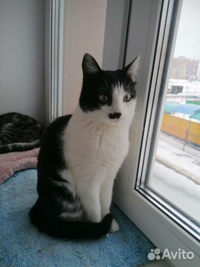 Кошка ищет дом
