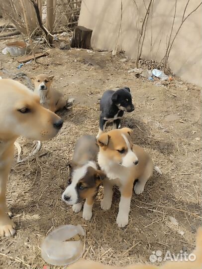 Щенки сторожевые