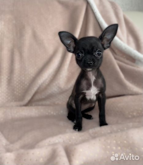 Щенки чихуахуа девочки
