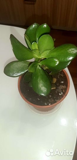 Денежное дерево толстянка крассула