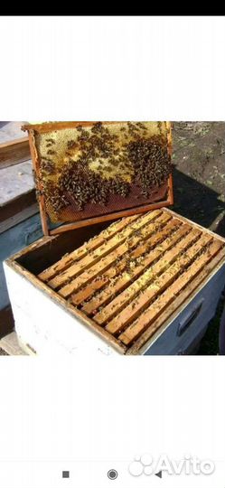 Продам пчелосемьи