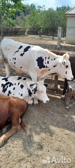 Продаются 2 быка