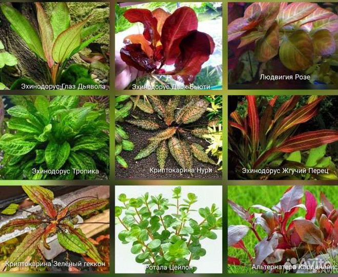 Аквариумные растения