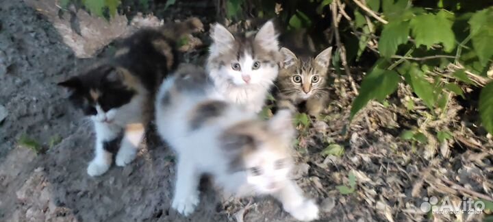 Котята, девочки 1.5-2 мес