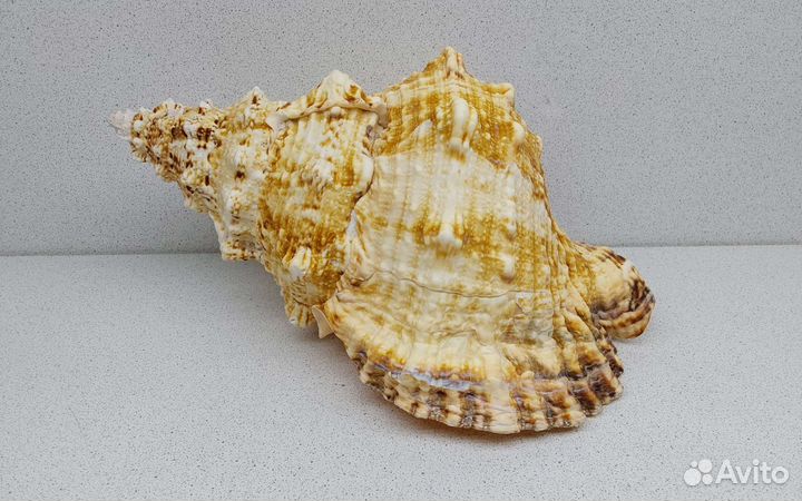 Бурса Буба 25,9 морская ракушка раковина