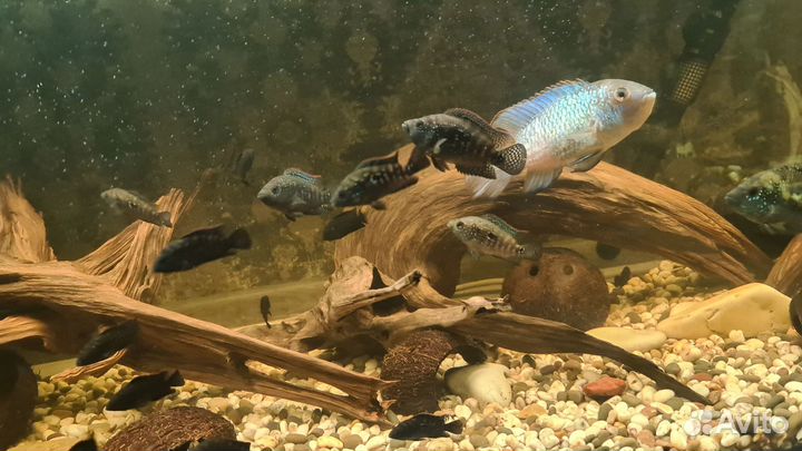 Цихлиды, сомы