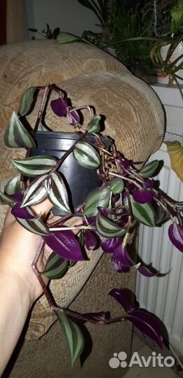 Сансевиерия, коралловая бегония и др