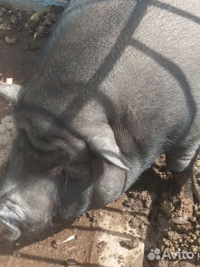 Боров Фунтик