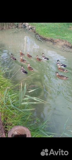 Подсадные утки