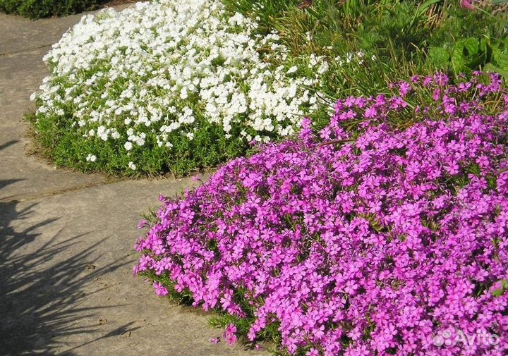 Флокс шиловидный и Делосперма