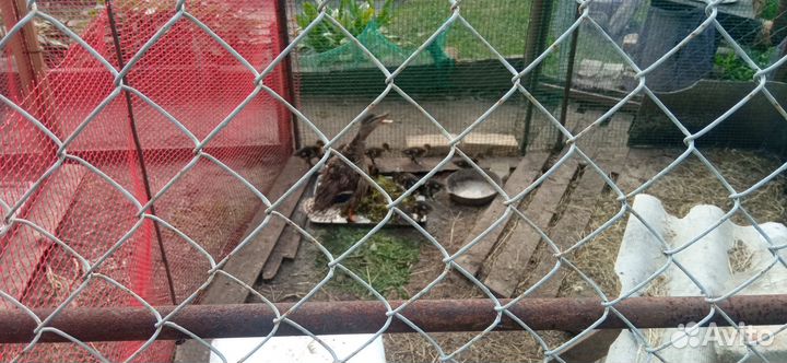 Подсадные утки (кряковые)