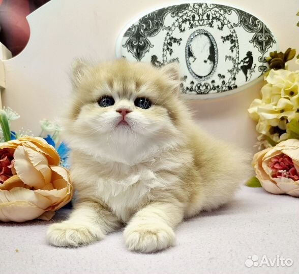 Британские золотые котята, котята с документами