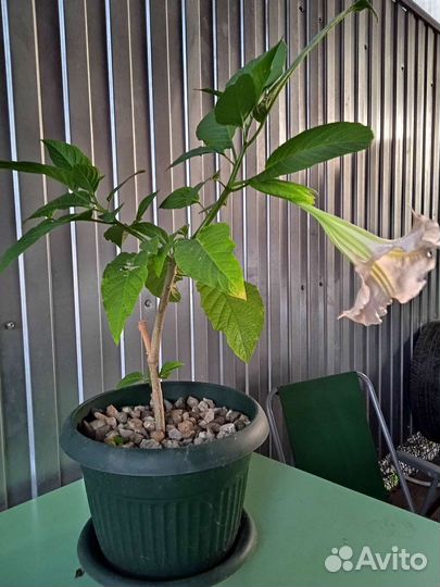 Бругмансия в новом горшке