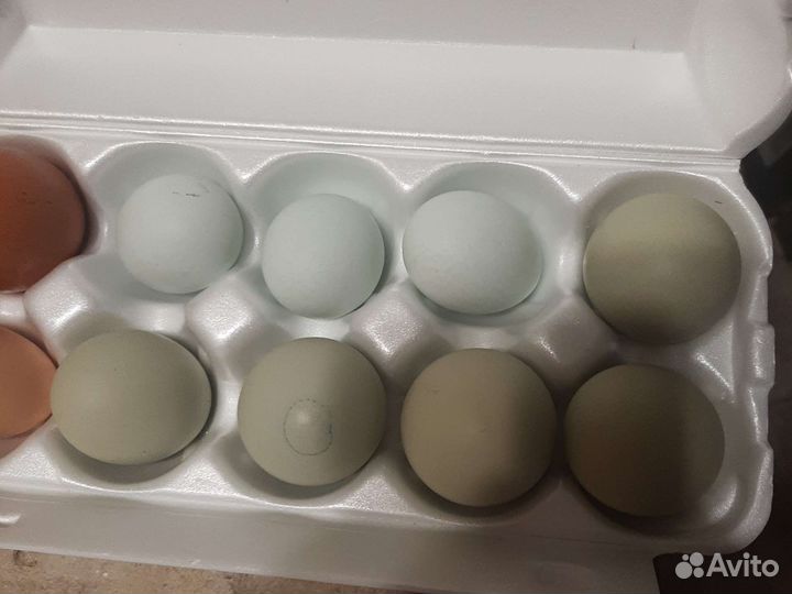 Домашние куриные яйца