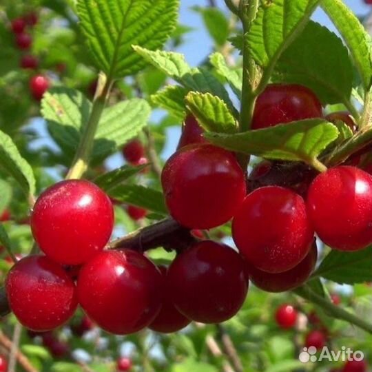 Саженцы Вишни и Черешни в наличии