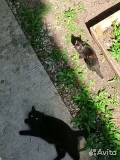 Котята ищут дом или передержку