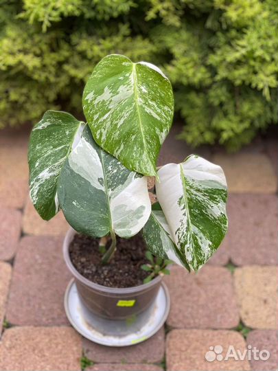 Монстера вариегатная альба