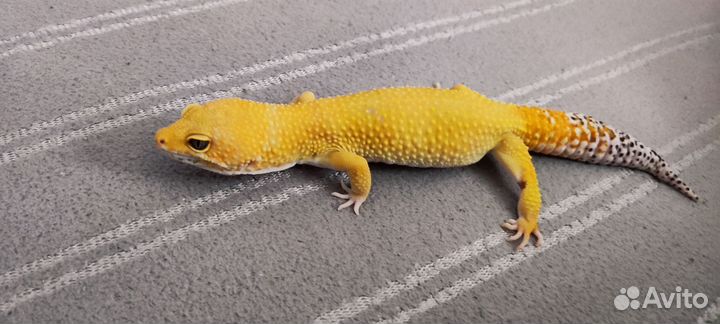 Эублефар самец на вязку